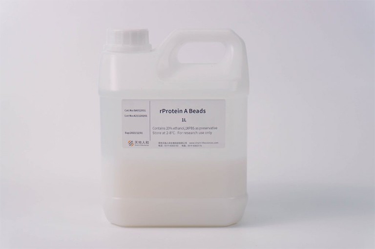rProtein A Beads