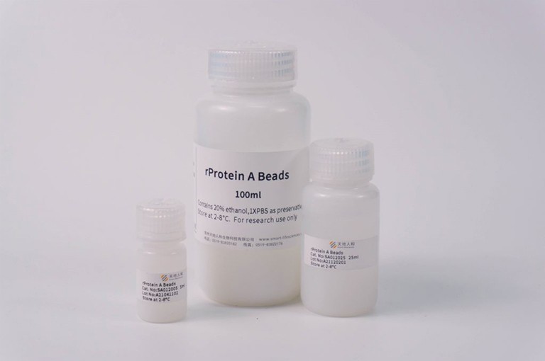 rProtein A Beads