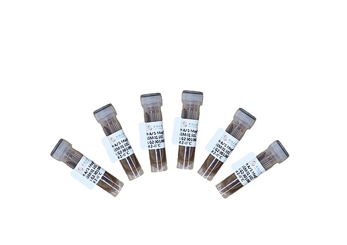 rProtein A/G Magarose Beads